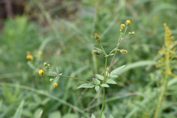 Poster - Hairy beggar ticks flowers / Hairy beggar ticks are weeds on the roadside, with yellow head flowers in the fall. Achene adheres to animal hair and human clothing.