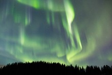 Low Angle Shot Of The Aurora And Fir Trees