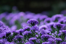 Purple Field Of Flowers