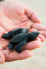 Hand Holding A New Born Sea Turtle.