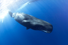 Sperm Whale, Physeter Macrocephalus, Indian Ocean	