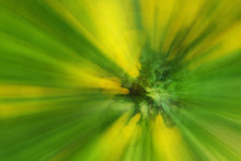 Abstract Bloom Yellow Dandelion Flower Of Tree In Countryside. Created By Zooming Out While Closing Shutter. Zoom Blossom Speed Blured Motion.