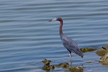 Little Blue Heron Standing At Water's Edge
