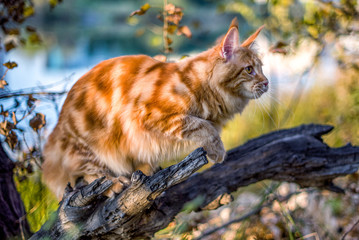 maine coon kitten sitting on a tree in forest, park on summer sunny day.