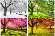 Four Seasons With Japanese Cherry Trees In Hurd Park, Dover, New Jersey