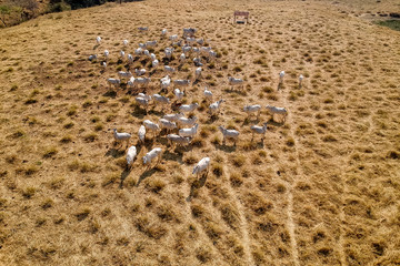 aerial view of herd nelore cattel on dry pasture in Brazil