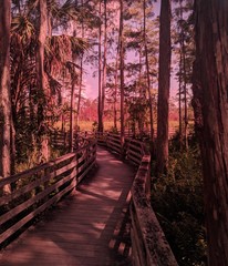 Canvas Print - a forest boardwalk