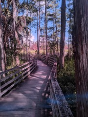 Canvas Print - a forest boardwalk