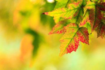 Wall Mural - closeup view of autumnal colours leaf on colorful bokeh background