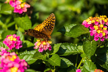 Variegated Fritillary Butterfly On Lantana Flowers