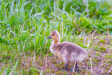 Wall Mural - Canada Goose goslings going to the pond.Ottawa Wildlife National Refuge.Ohio.USA