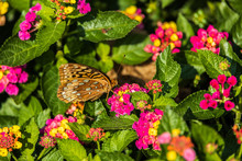 Great Spangled Fritillary Butterfly Sitting On Lantana Wildflowers