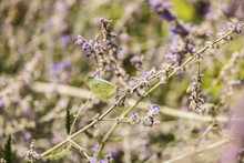 Dainty Sulphur Butterfly Sitting On Purple Flowers