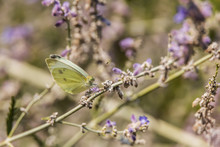 Dainty Sulphur Butterfly Sitting On Purple Flowers