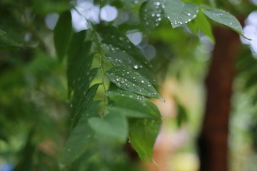 Water on leaf After Rainy