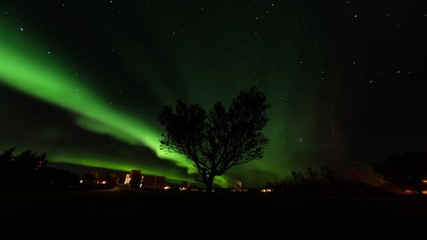 timelapse of amazing northern lights filmed in iceland with beautiful solo tree in foregroung. shot 