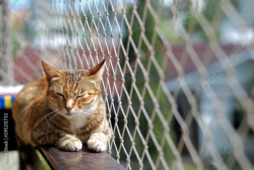 Cat safety net window