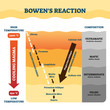 © VectorMine - Bowens reaction vector illustration. Labeled petrology work explanation.