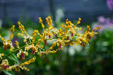 Wall Mural - yellow flowers in spring