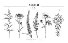 Collection Set Of Flower And Leaves Drawing Illustration. Black And White With Line Art On White Backgrounds. Hand Drawn Botanical. Nature Vector.