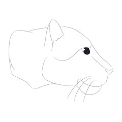 Wall Mural - lioness portrait vector illustration, lines drawin