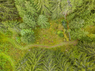 Wall Mural - Aerial view of small winding path through forest in mountain area. Trekking and hiking route in Swiss alps.