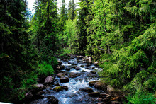 Stream In Forest