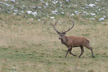 Awesome Red deer male in rutting season, Alps mountains