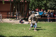 © nikolaskus - Reconstruction of the battle of medieval knights
