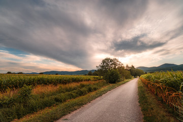 Wall Mural - field of grapes on the hills of Alsace