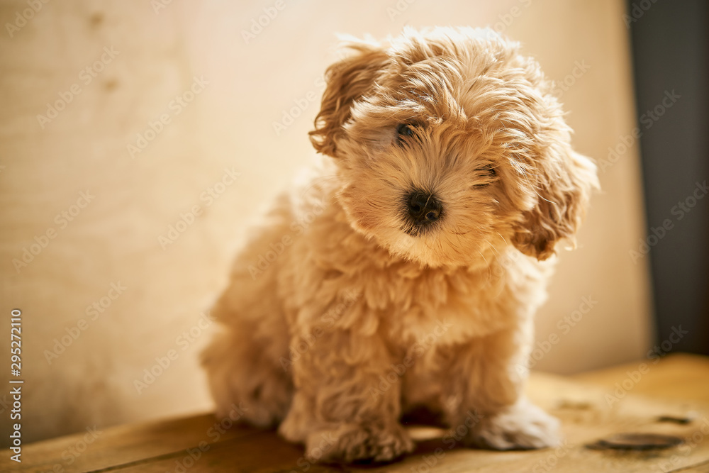 Adorable beige puppy sits on wooden table - obrazy, fototapety, plakaty 