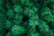 © OHishi_Foto - detailed of christmas tree branches background christmas concept