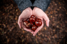 A Woman Holds Chestnuts In Her Hands On A Warm Autumn Day.