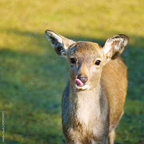 鹿 子供 舌を出す 可愛い 奈良 Buy This Stock Photo And Explore Similar Images At Adobe Stock Adobe Stock 鹿 子供 舌を出す 可愛い 奈良 Buy This Stock Photo And Explore Similar Images At Adobe Stock Adobe Stock