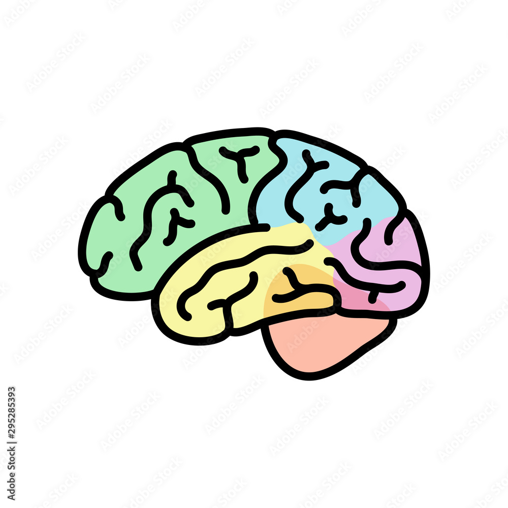 Vector illustration of human brain anatomy Stock Vector | Adobe Stock
