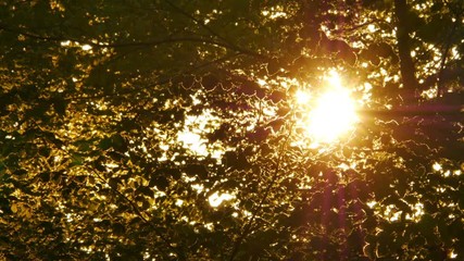 Wall Mural - early morning sun comes up through trees at sunrise