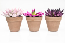 Various Colorful Succulent Echeveria House Plants In Stone Pots On White Background