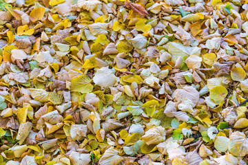 Yellow Leaves Fall