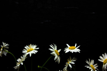 Festive  white daisy  composition on the dark background.