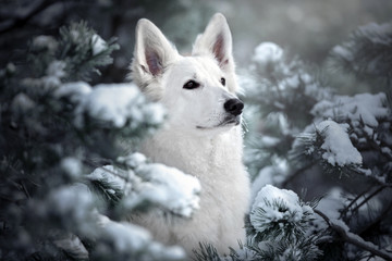 Poster - white shepherd dog posing outdoors in winter