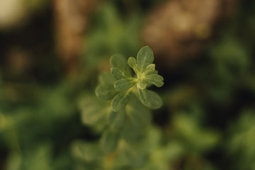 plant growing in the garden