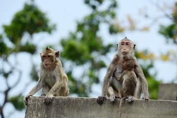 Monkey family has a monkey mother and a cute monkey baby.Monkey eating food that tourists throwMonkey is playing and staring