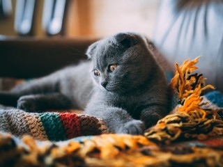 Sticker - Closeup shot of a cute grey cat sitting on a colorful blanket in the room during daytime