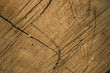 © Alona Dudaieva - Old wooden oak tree cut surface. Detailed warm dark brown and orange tones of a felled tree trunk or stump.