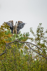 Closeup of a bird in summer