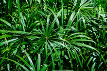 Plant Leaves In Jungle Background - Home Cyperus Flower Leaf
