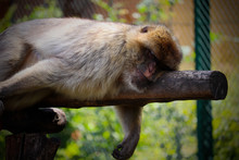 Sleeping Barbary Macaque