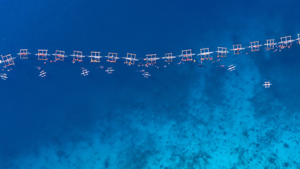 Wall Mural - Aerial view Oslob Whale Shark Watching, Fishermen feed whale shark from boats for tourists are watching whale shark in the Oslob, Cebu, Philippines.