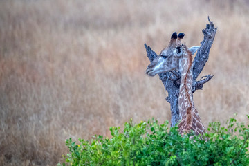 Wall Mural - giraffe in kruger park south africa