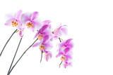Fototapeta Storczyk - Orchid Flowers Isolated on White Background with Copy Space. Selective focus.